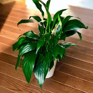 Peace Lily Live Plant - 4