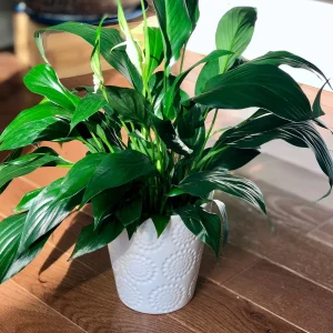 Peace Lily Live Plant - 4" Nursery Pot - Easy Care Indoor Houseplant - Image 1