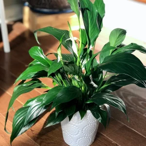 Peace Lily Live Plant - 4