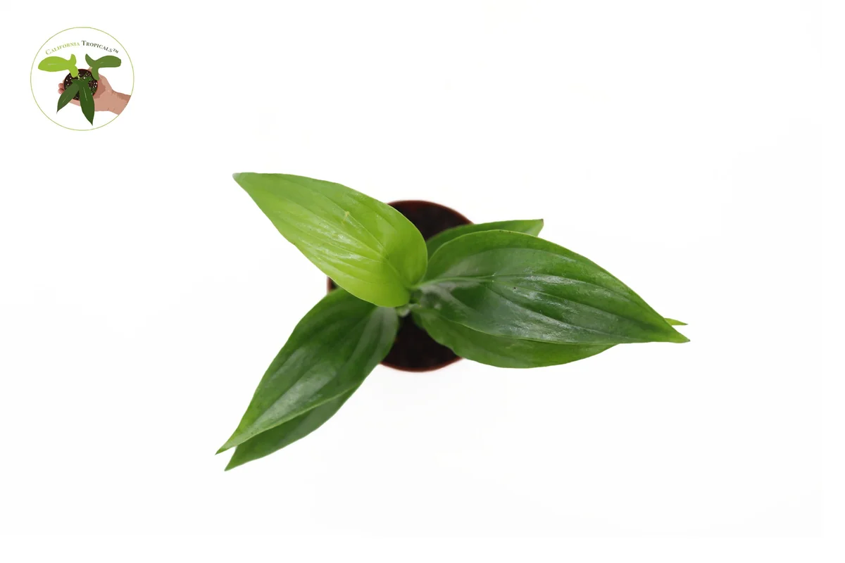 Peace Lily Live Plant Set - 3 Spath Varieties, Dark Green, Domino, Platinum Mist - 2.5 inch Pot - Indoor Potted Houseplant - Image 3