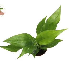 Peace Lily Live Plant Set - 3 Spath Varieties, Dark Green, Domino, Platinum Mist - 2.5 inch Pot - Indoor Potted Houseplant - Image 4