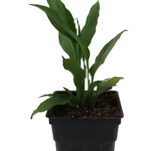 Peace Lily Live Plant - Spathiphyllum - 2.5