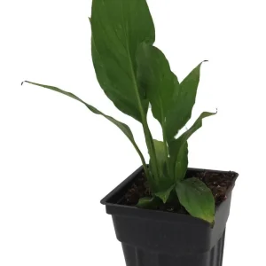 Peace Lily Live Plant - Spathiphyllum - 2.5" Pot - Indoor Houseplant - Image 1
