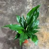 Peace Lily Live Plant - Spathiphyllum in 4 inch Nursery Pot - Air Purifying Indoor Houseplant - Image 1
