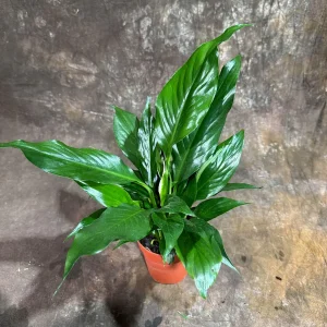 Peace Lily Live Plant - Spathiphyllum in 4 inch Nursery Pot - Air Purifying Indoor Houseplant - Image 2