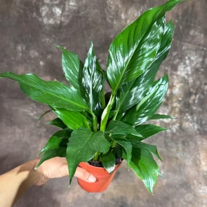 Peace Lily Live Plant - Spathiphyllum in 4 inch Nursery Pot - Air Purifying Indoor Houseplant - Image 4