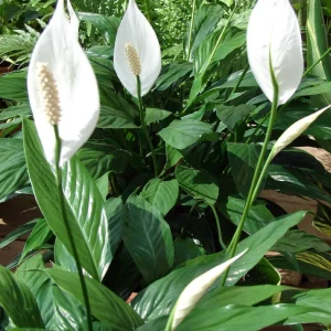 Peace Lily Live Plant - Spathiphyllum - Low Light Houseplant - 4 inch Pot - Image 2