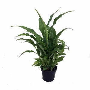 Peace Lily Live Plant - Spathiphyllum - Low Light Houseplant - 4 inch Pot - Image 1