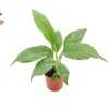 Peace Lily Spathiphyllum Live Plant – 4 inch Pot – Indoor Air Purifier - Image 1