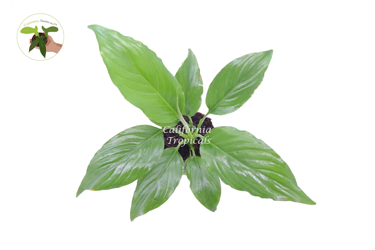 Peace Lily Spathiphyllum Live Plant – 4 inch Pot – Indoor Air Purifier - Image 2