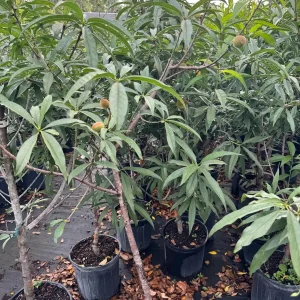 Peach Tree Grafted - Live Fruit Plant - 3 Feet Tall - Outdoor - Image 10