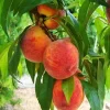 Peach Tree Grafted - Live Fruit Plant - 3 Feet Tall - Outdoor - Image 1
