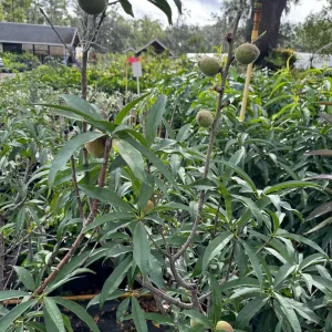 Peach Tree Grafted - Live Fruit Plant - 3 Feet Tall - Outdoor - Image 3