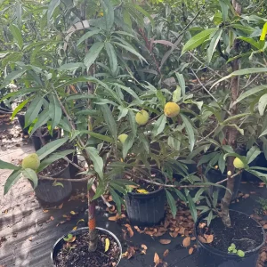 Peach Tree Grafted - Live Fruit Plant - 3 Feet Tall - Outdoor - Image 4