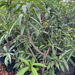 Peach Tree Grafted - Live Fruit Plant - 3 Feet Tall - Outdoor - Image 7