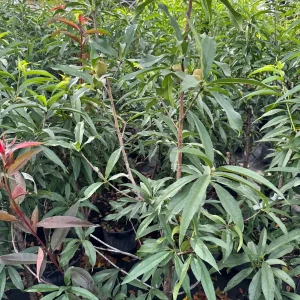 Peach Tree Grafted - Live Fruit Plant - 3 Feet Tall - Outdoor - Image 8