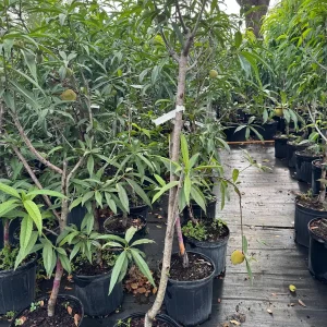 Peach Tree Grafted - Live Fruit Plant - 3 Feet Tall - Outdoor - Image 9