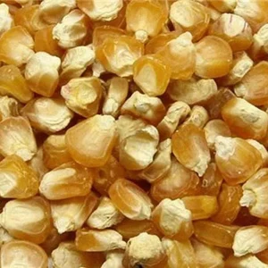 Peaches & Cream Sweet Corn Seeds - Non-GMO Hybrid Vegetable Seeds - Image 2