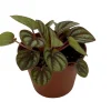 Peacock Peperomia albovittata Live Plant – 2.5 inch Pot – Indoor Foliage Plant - Image 1