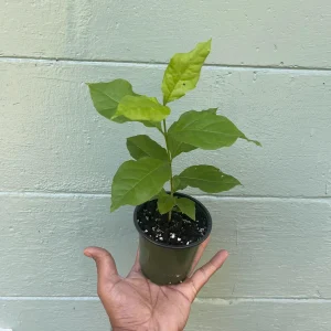 Peanut Butter Fruit Tree Live Plant - Well Rooted Starter, 4 inch Pot, Tropical Exotic - Image 1