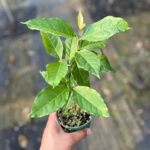 Peanut Butter Fruit Tree Live Plant - Well Rooted Starter, 4 inch Pot, Tropical Exotic - Image 5