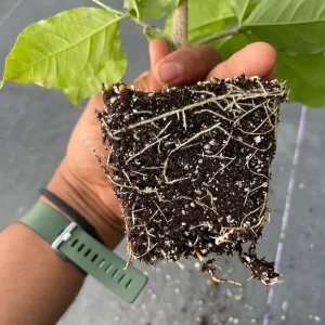 Peanut Butter Fruit Tree Live Plant - Well Rooted Starter, 4 inch Pot, Tropical Exotic - Image 8