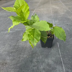 Peanut Butter Fruit Tree Live Plant - Well Rooted Starter, 4 inch Pot, Tropical Exotic - Image 9