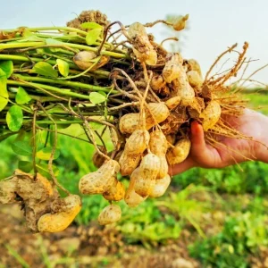 Peanut Seeds for Planting - 25+ Skin-on Seeds for Home Garden - Image 1