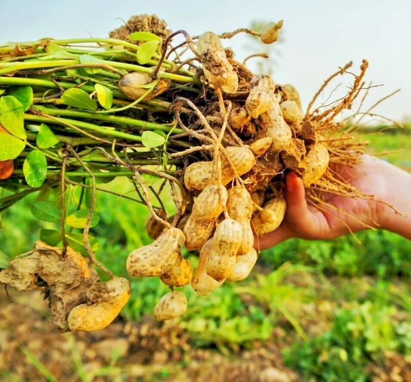 Peanut Seeds for Planting - 25+ Skin-on Seeds for Home Garden - Image 1