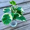 Pearl and Jade Pothos Cutting - Unrooted Live Plant - Variegated Houseplant - Image 1