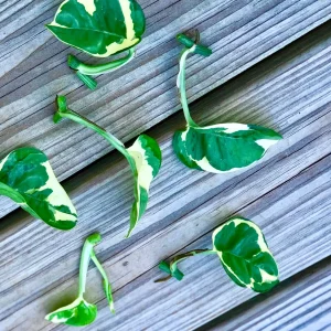 Pearl and Jade Pothos Cutting - Unrooted Live Plant - Variegated Houseplant - Image 2