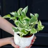 Pearls and Jade Pothos Live Plant – 3 Inch Nursery Pot – Variegated Indoor Houseplant – Low Light Air Purifying - Image 1