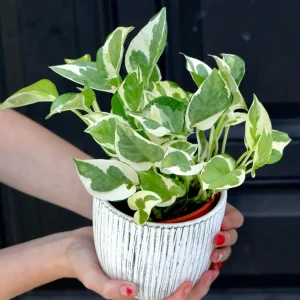 Pearls and Jade Pothos Live Plant – 3 Inch Nursery Pot – Variegated Indoor Houseplant – Low Light Air Purifying - Image 3