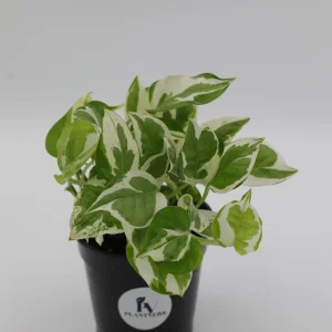 Pearls and Jade Pothos Live Plant – 3 Inch Nursery Pot – Variegated Indoor Houseplant – Low Light Air Purifying - Image 5
