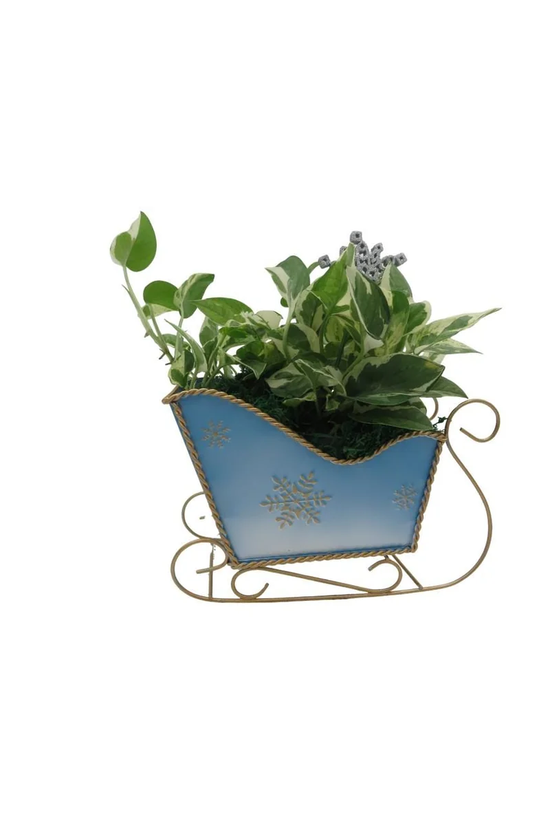 Pearls and Jade Pothos Live Plant – Blue Metal Sleigh Planter – 4" Pot – Indoor - Image 2