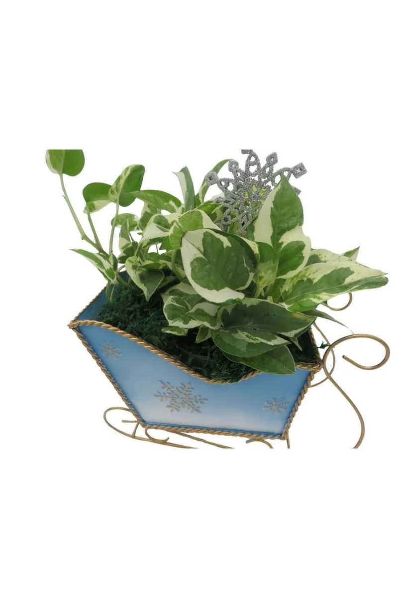 Pearls and Jade Pothos Live Plant – Blue Metal Sleigh Planter – 4" Pot – Indoor - Image 3