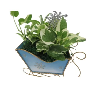 Pearls and Jade Pothos Live Plant – Blue Metal Sleigh Planter – 4