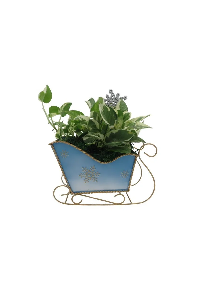 Pearls and Jade Pothos Live Plant – Blue Metal Sleigh Planter – 4" Pot – Indoor - Image 1