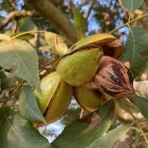 Pecan Tree Live Plant Bare Root – Carya illinoinensis Nut Tree – 12-24in Tall Outdoor - Image 1