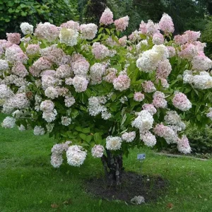 Pee Gee Hydrangea Live Plant - Paniculata Grandiflora, 1 Gallon Pot, White Flowers - Image 4