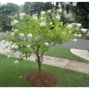 Pee Gee Hydrangea Live Plant - Paniculata Grandiflora, 1 Gallon Pot, White Flowers - Image 7