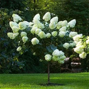 Pee Gee Hydrangea Paniculata Bare-root Plants – 3 Pack – White Flowers - Image 2