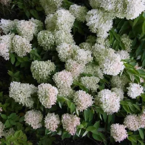 Pee Gee Hydrangea Paniculata Bare-root Plants – 3 Pack – White Flowers - Image 7