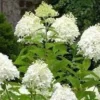 Peegee Hydrangea Bare Root - Grandiflora Paniculata Live Plant - 2 Pack, 1-2 ft Tall, Outdoor Shrub - Image 1