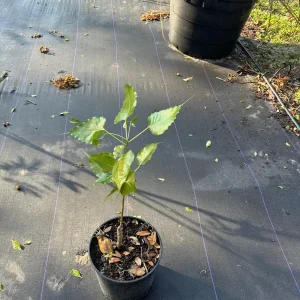 Peepal Tree Live Plant - Bodhi Tree (Ficus religiosa) in 6 inch Pot, Indoor/Outdoor - Image 2