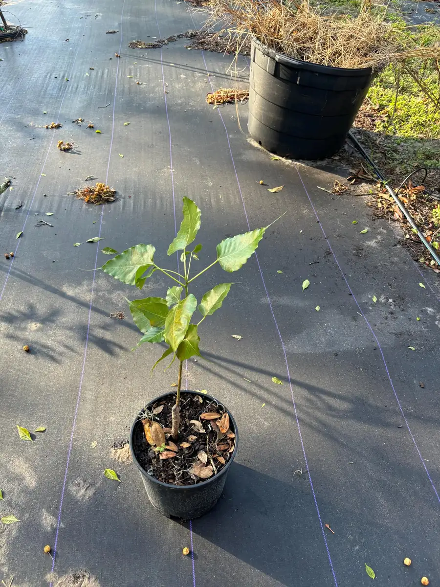 Peepal Tree Live Plant - Bodhi Tree (Ficus religiosa) in 6 inch Pot, Indoor/Outdoor - Image 2