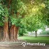 Peepal Tree Live Plant - Bodhi Tree (Ficus religiosa) in 6 inch Pot, Indoor/Outdoor - Image 4