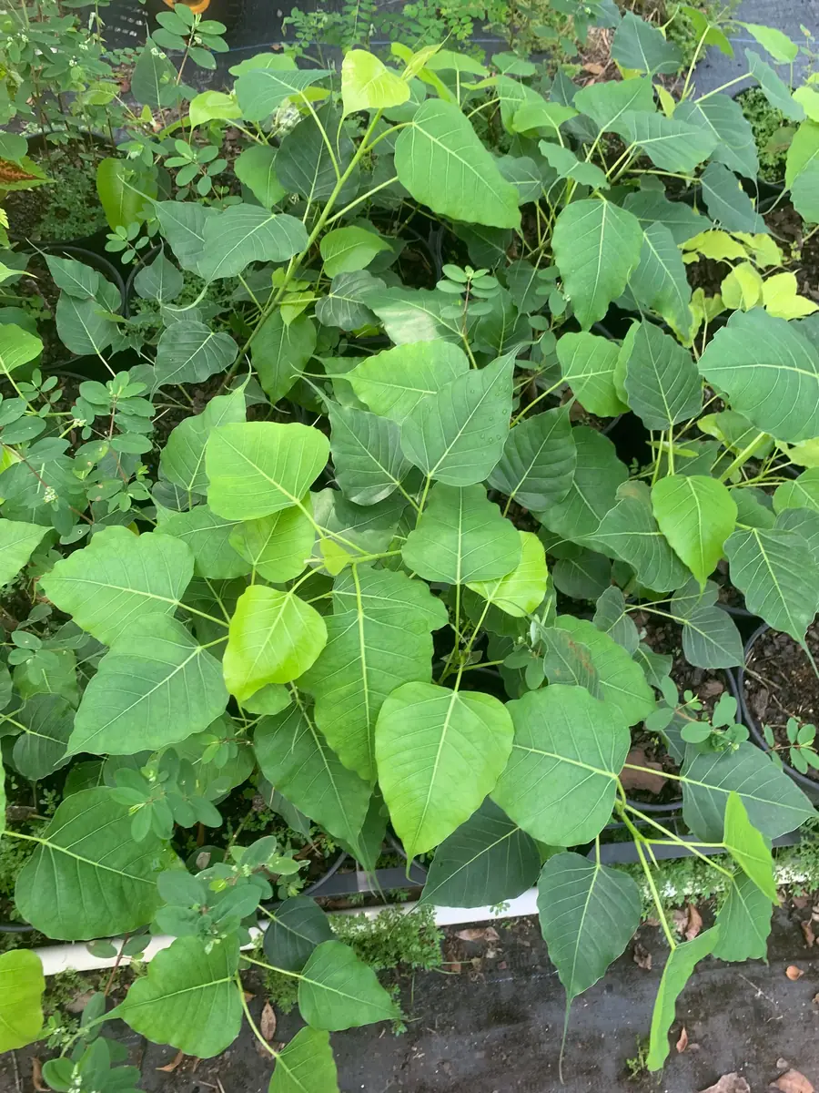 Peepal Tree Live Plant - Bodhi Tree (Ficus religiosa) in 6 inch Pot, Indoor/Outdoor - Image 5