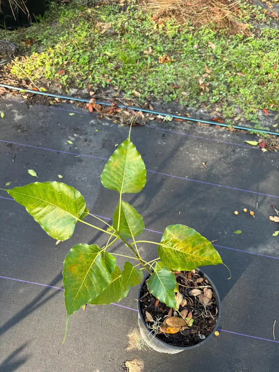 Peepal Tree Live Plant - Bodhi Tree (Ficus religiosa) in 6 inch Pot, Indoor/Outdoor - Image 8