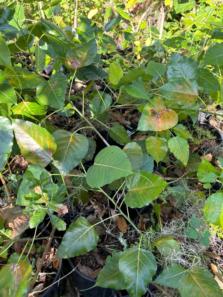 Peepal Tree Live Plant - Bodhi Tree (Ficus religiosa) in 6 inch Pot, Indoor/Outdoor - Image 1